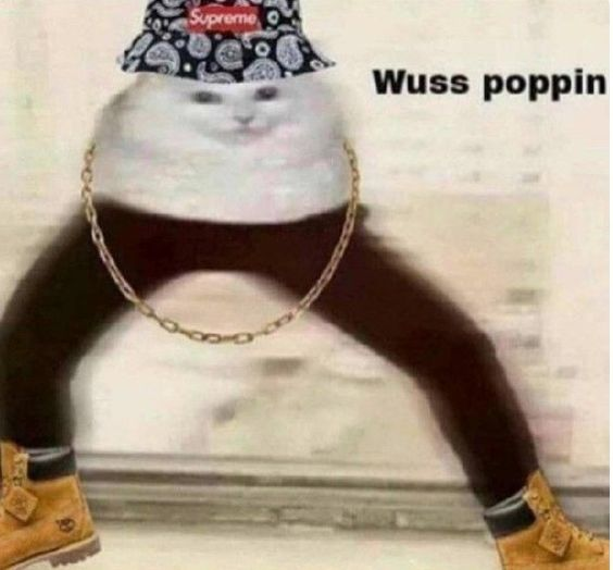 Wuss poppin cat
